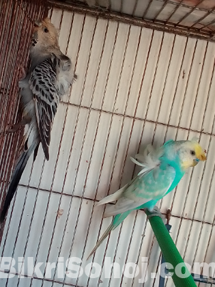 JP Spenjal Double Flower Budgies